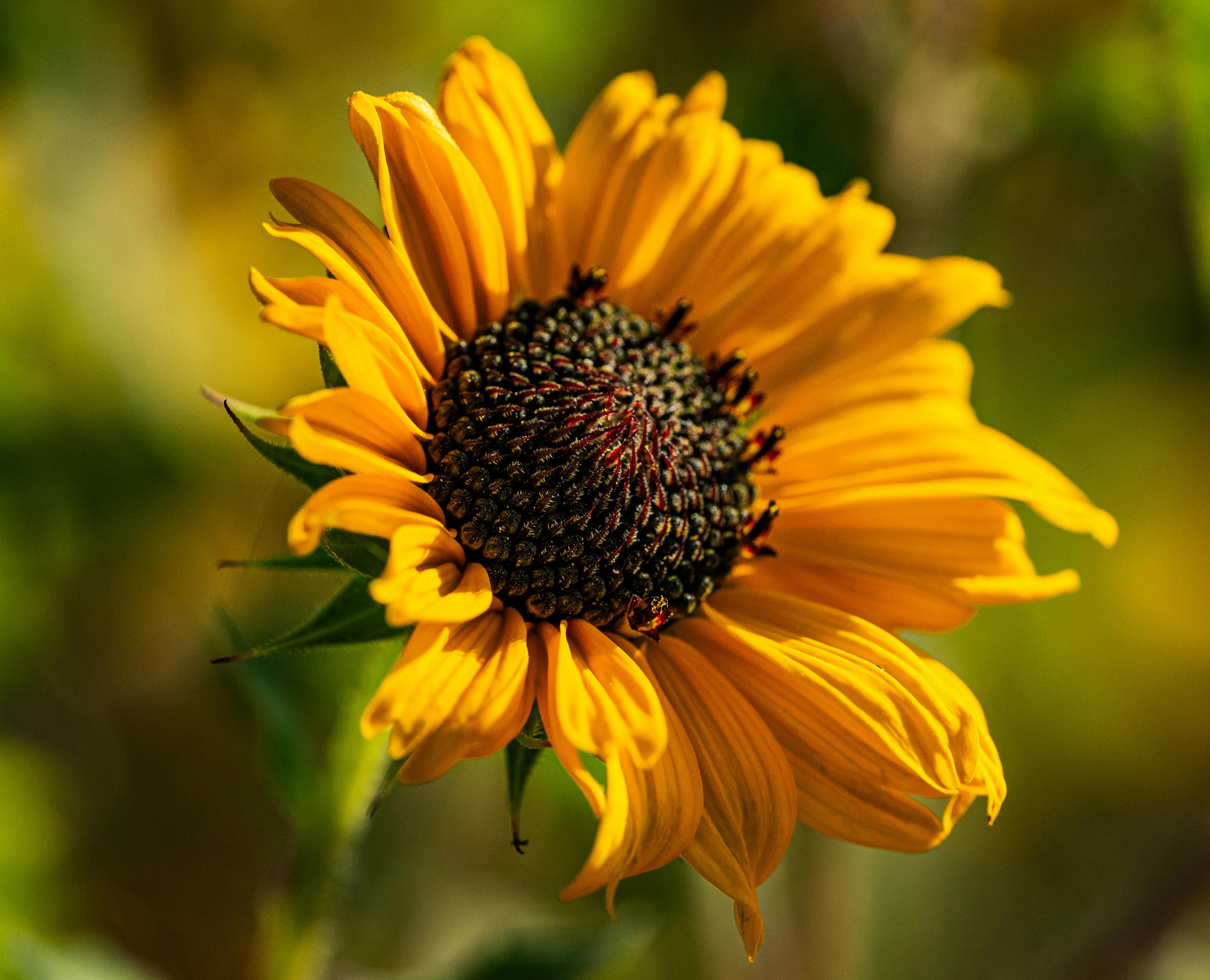 Fake Text Generator Lorem Ipsum Online?